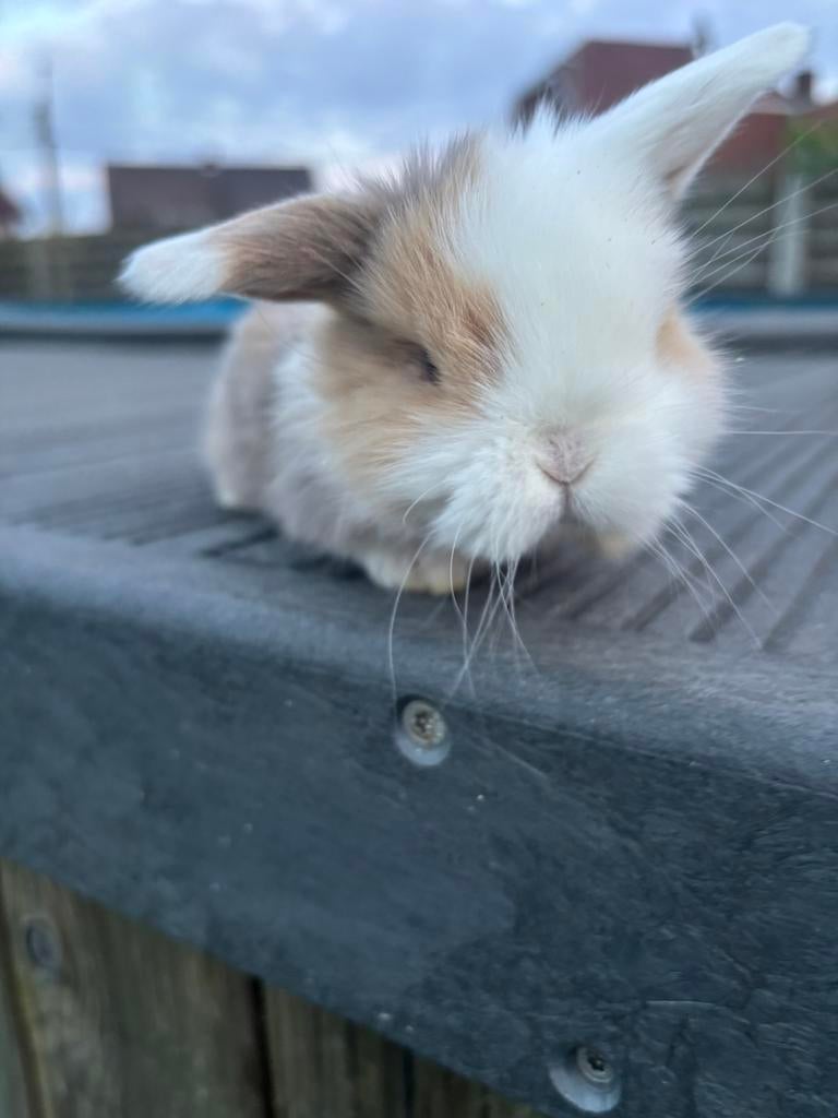 Minilop voedster, Animaux & Accessoires, Lapins