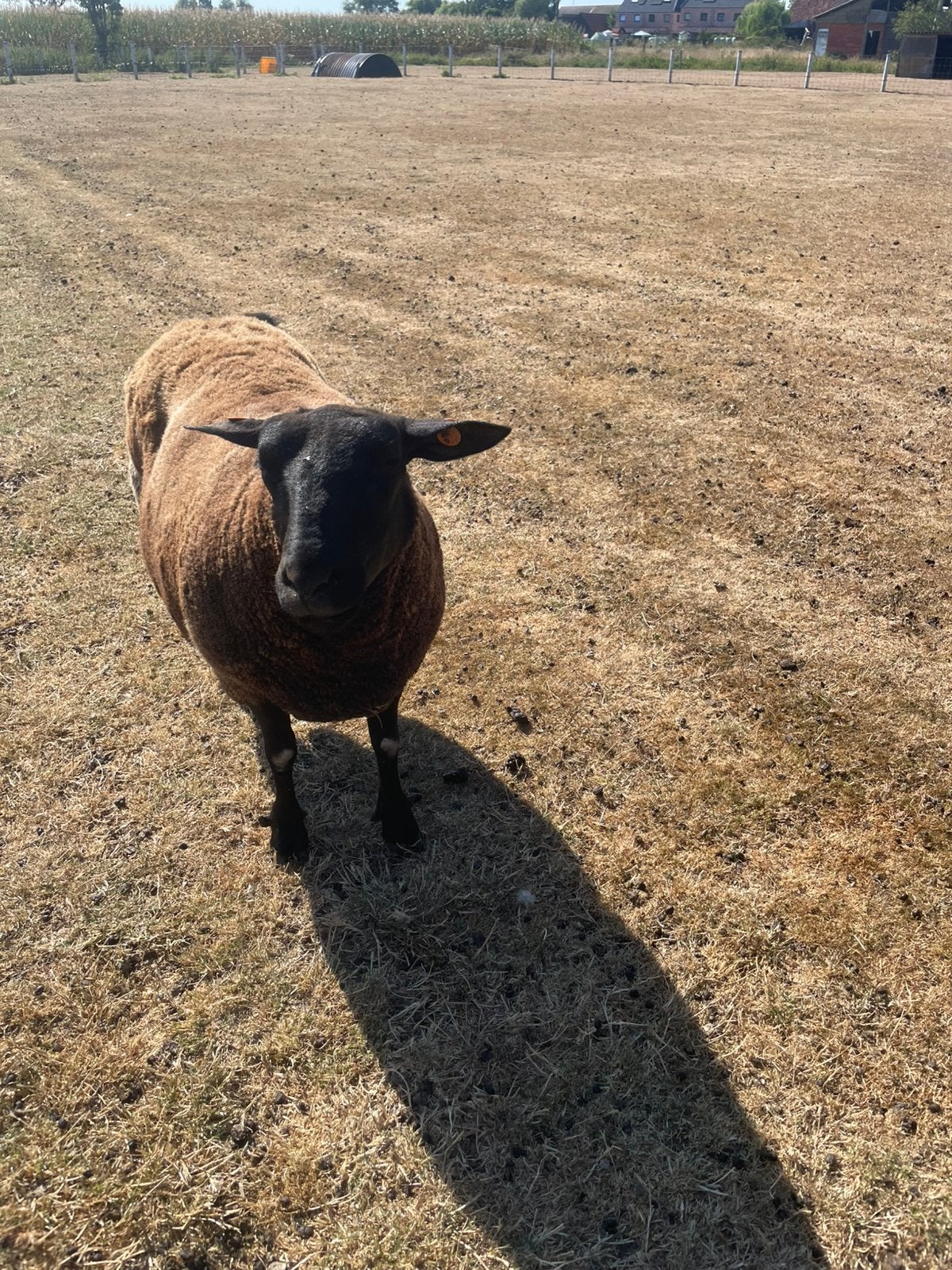 Schapen