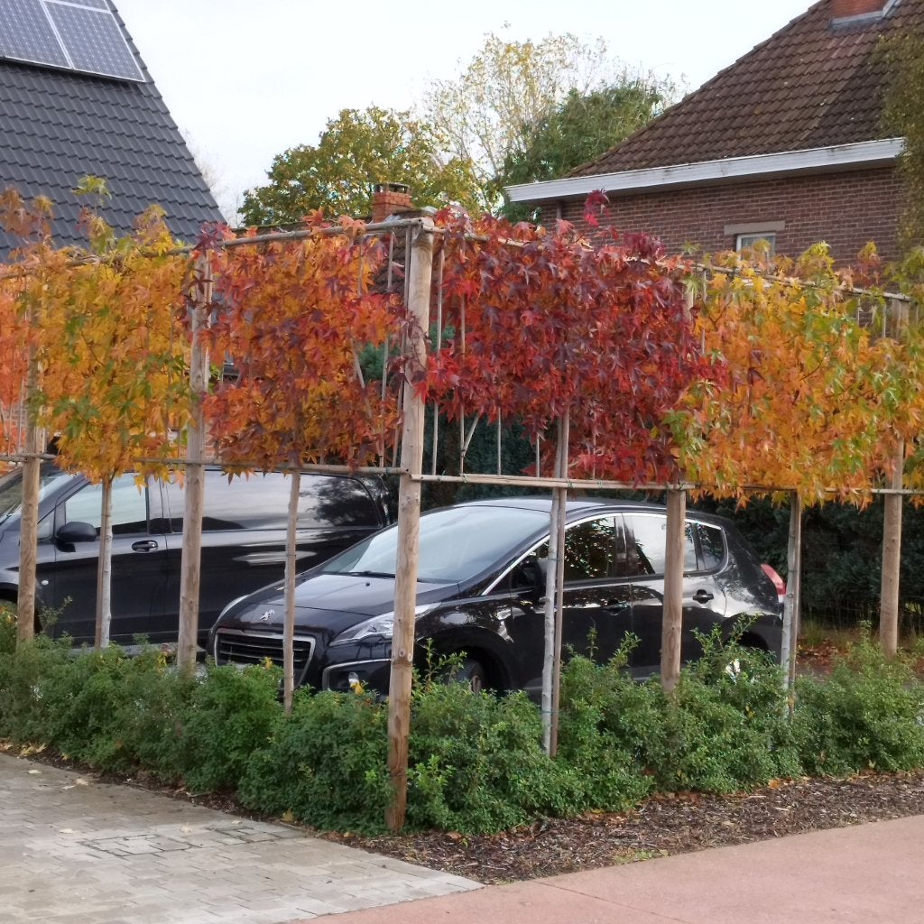 LEIBOMEN voor tuin en terras, Tuin en Terras, Ophalen