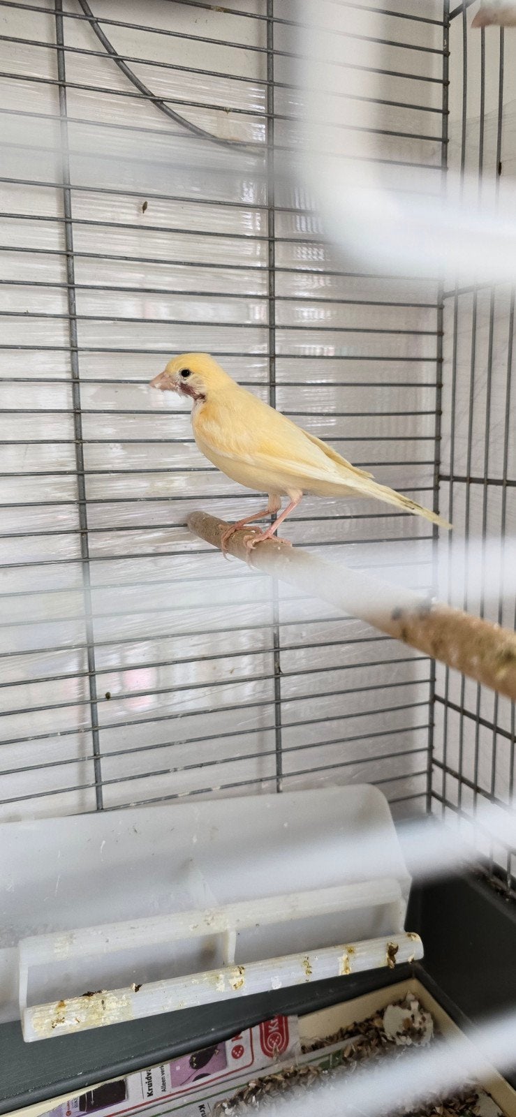 stuks3 kanarie 2026, Dieren en Toebehoren, Vogels | Kanaries