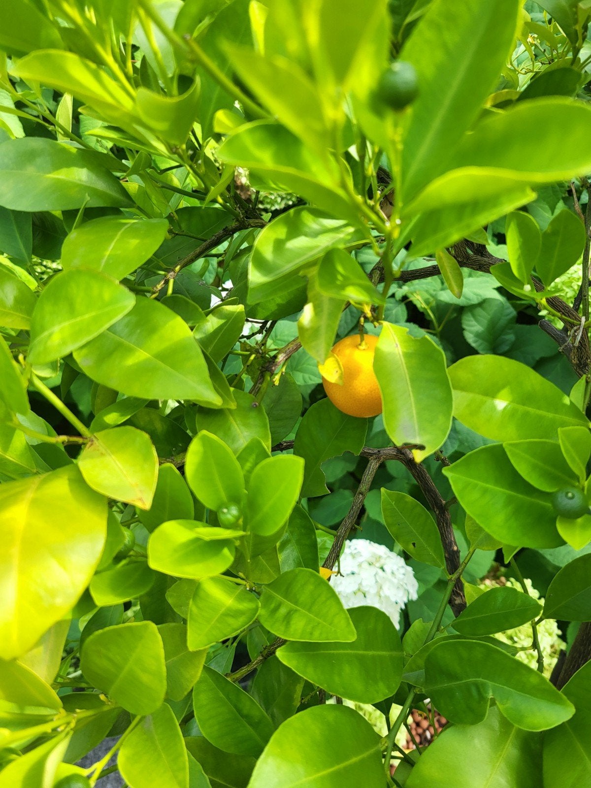 calamondin (citris mitis), Tuin en Terras, Ophalen
