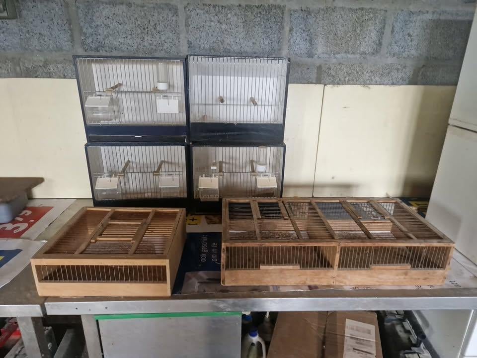 transportkooitje voor vogel 15 euro per stuk 6 te koop, Ophalen, Gebruikt, Hout, Overige typen