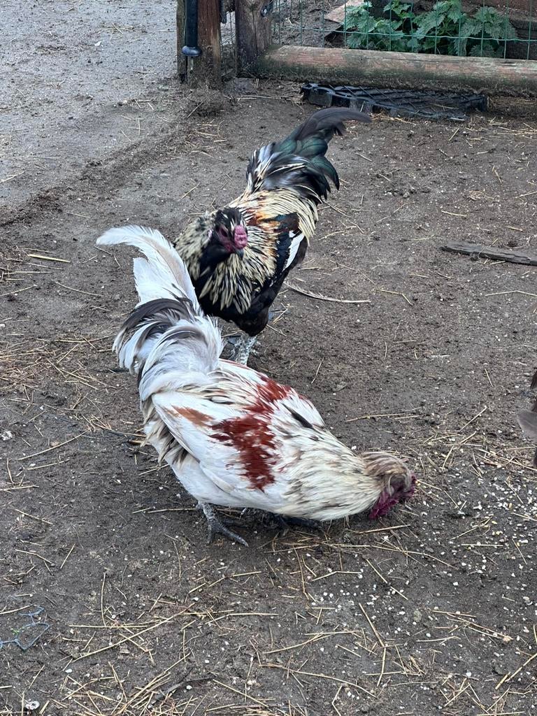 Hanen, gratis, Dieren en Toebehoren, Mannelijk, Kip