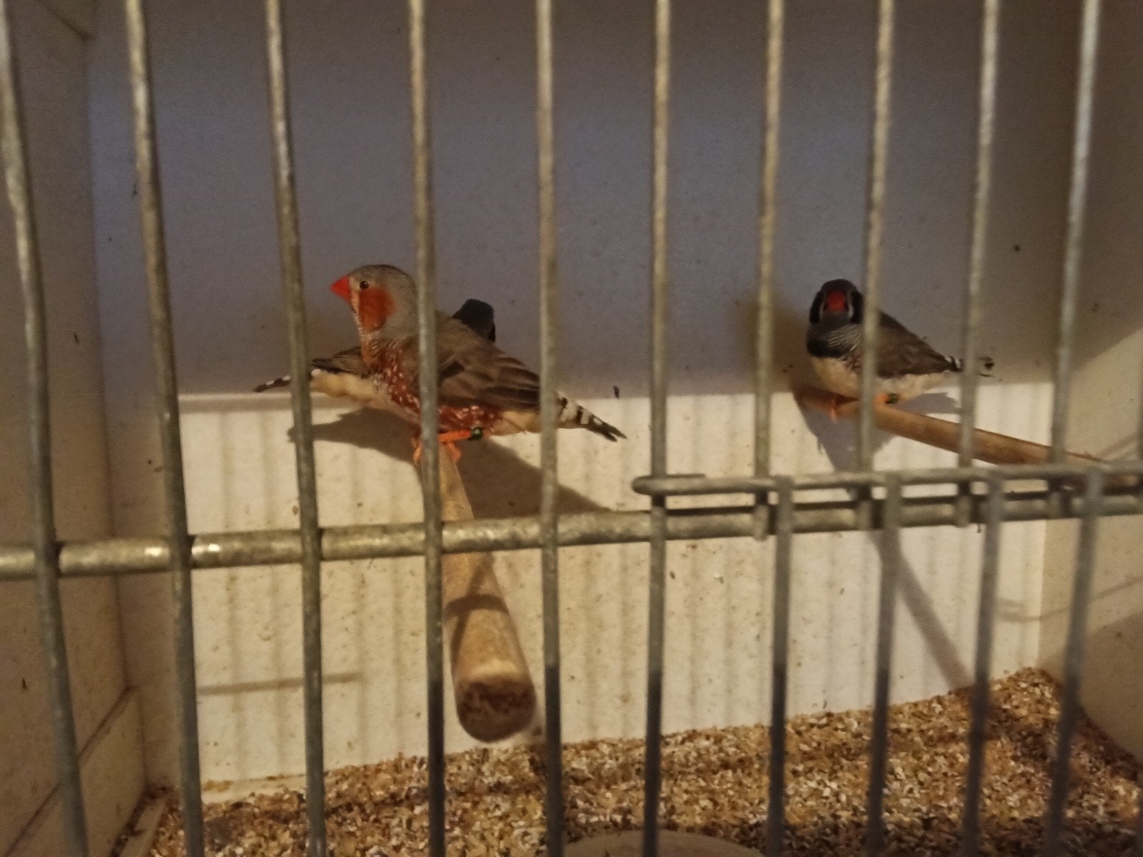 verschillende vogels van 2026, Bagué