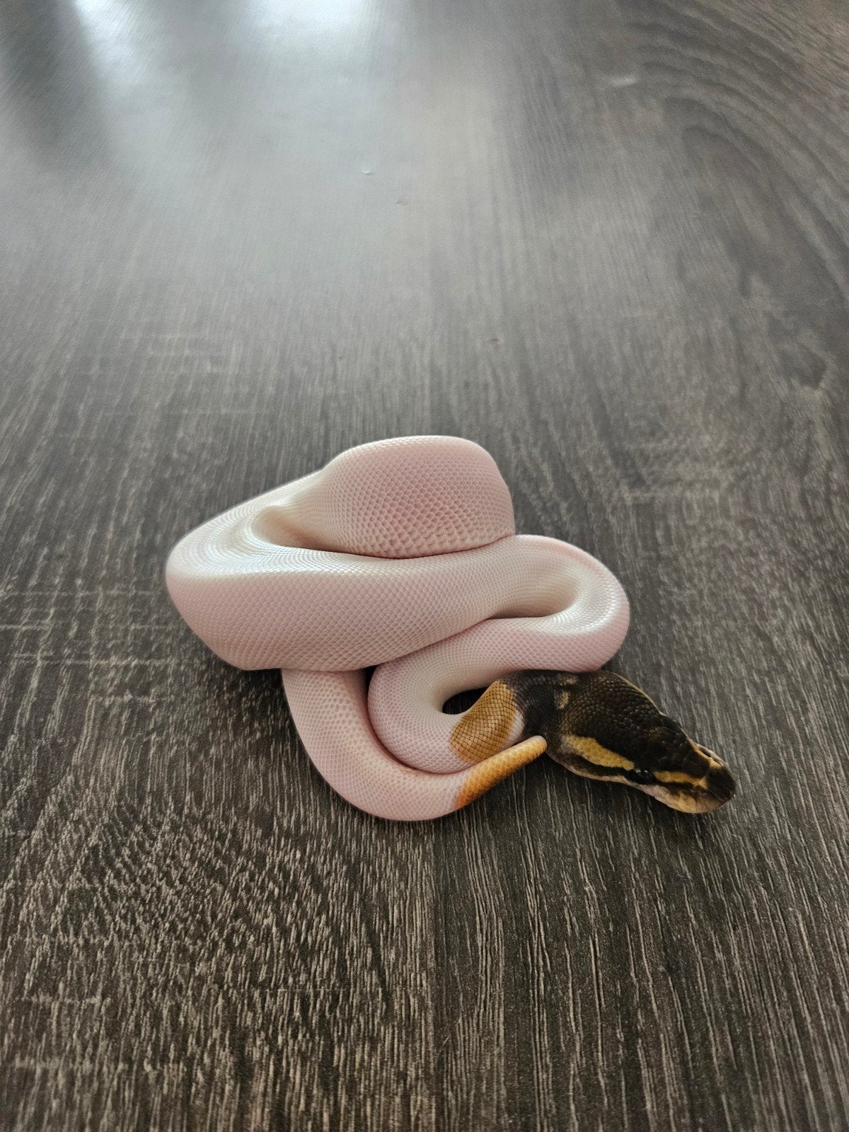 Python Regius Nakweek 2026 te koop, Dieren en Toebehoren, Reptielen en Amfibieën, Slang, Tam, 0 tot 2 jaar