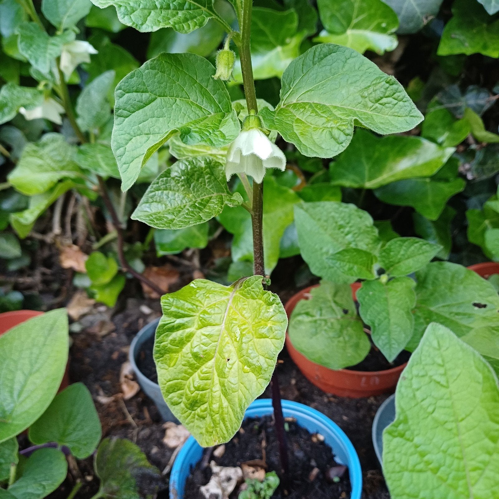 Lampionnenplant, Ophalen