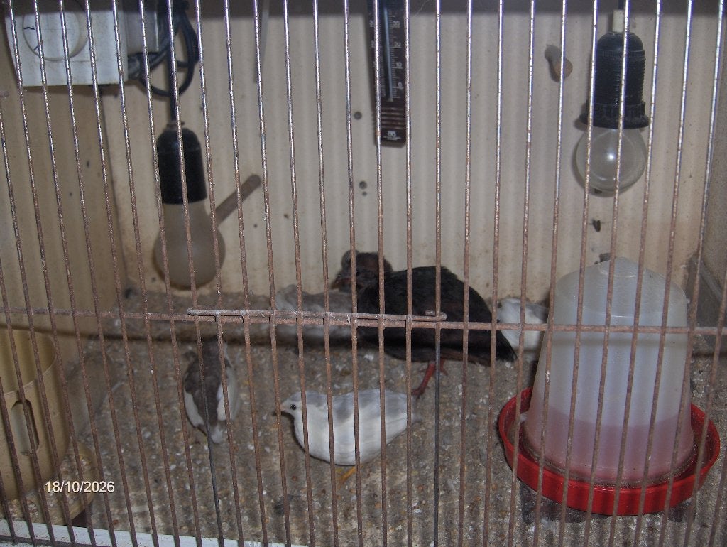 Dwergkwartels, Plusieurs animaux, Oiseau chanteur sauvage