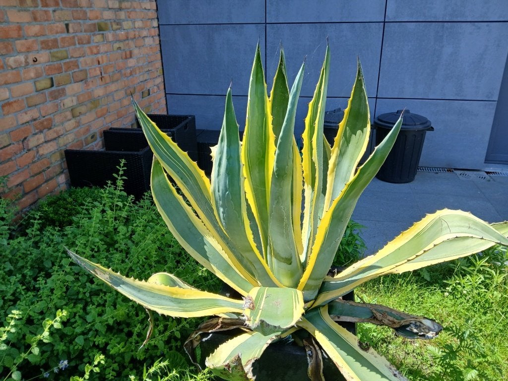 plant, Jardin & Terrasse, Plantes | Jardin, Autres espèces, Ne fleurit pas, Enlèvement, Plante fixe