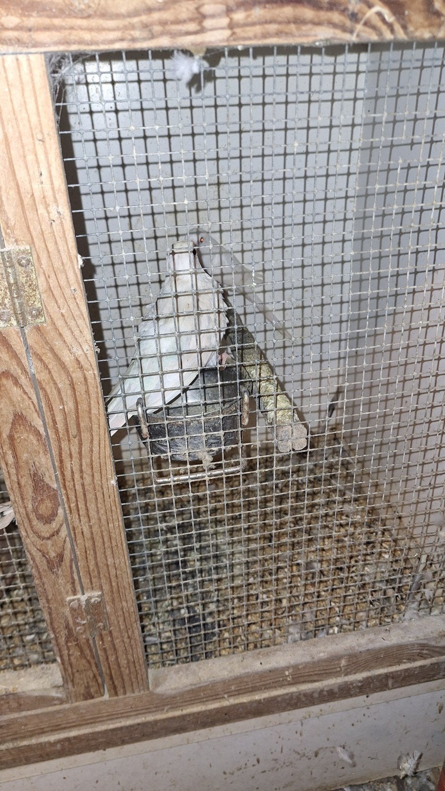 Roodruggen, Plusieurs animaux, Perruche, Bagué