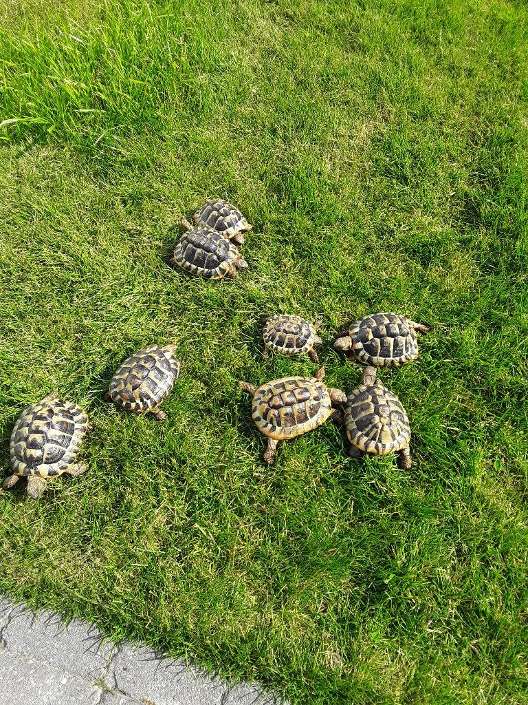 Griekse Landschildpadden, Dieren en Toebehoren, Reptielen en Amfibieën, Schildpad