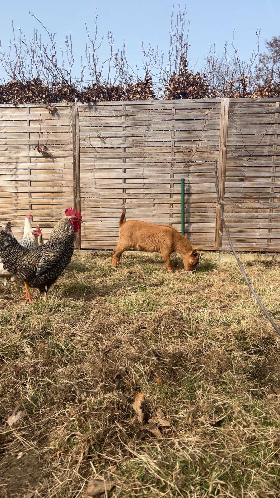 Mannen geitje mag snel weg, Animaux & Accessoires