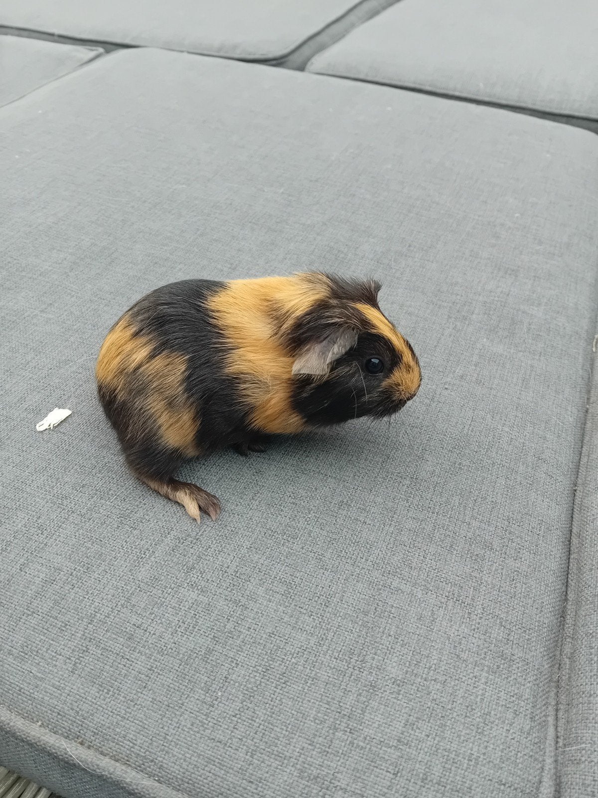 mooie cavia's, Animaux & Accessoires, Rongeurs, Juin, Cobaye