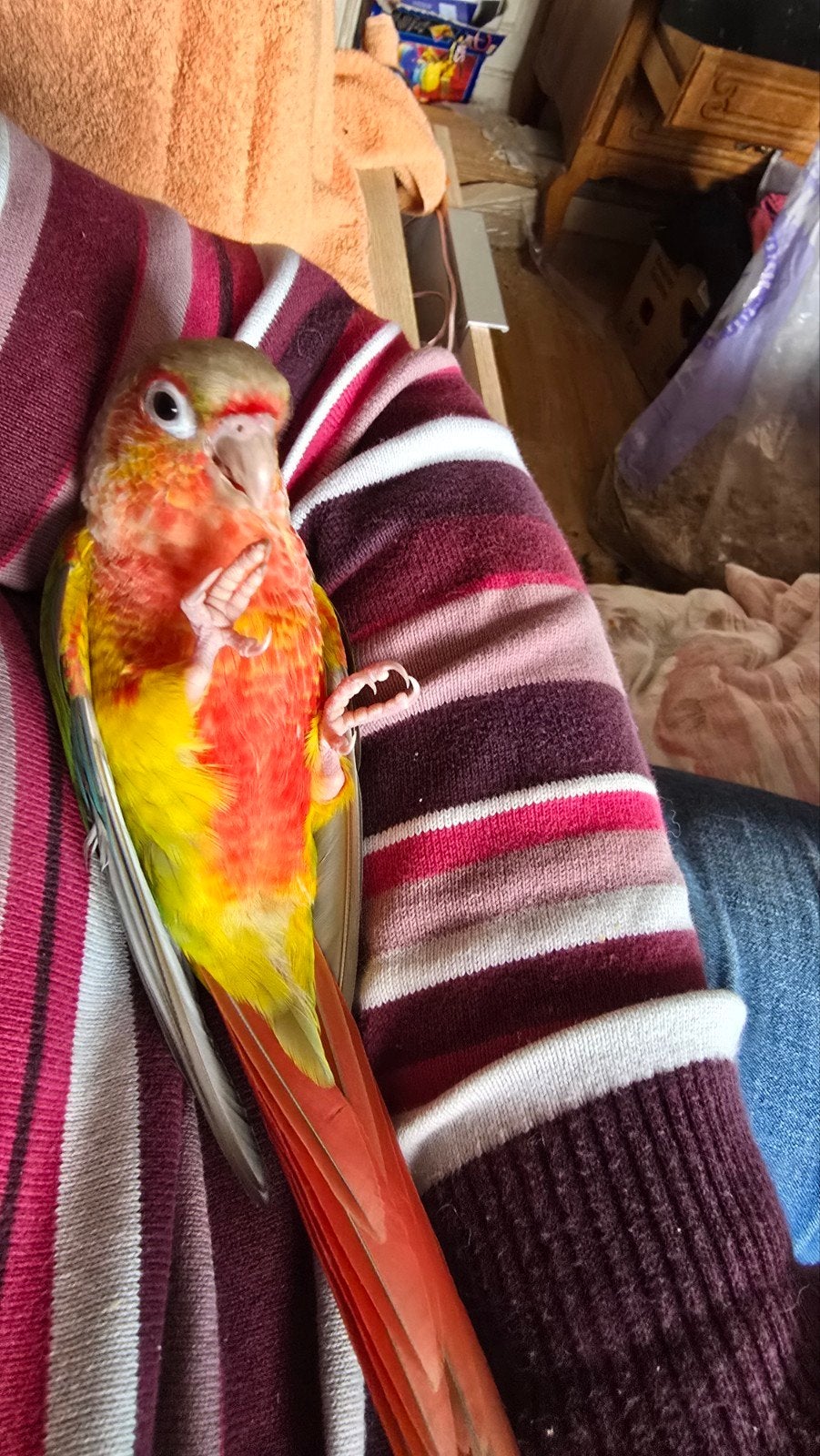 Bélier à perruches de Pyrrhura, Animaux & Accessoires, Oiseaux | Perruches & Perroquets