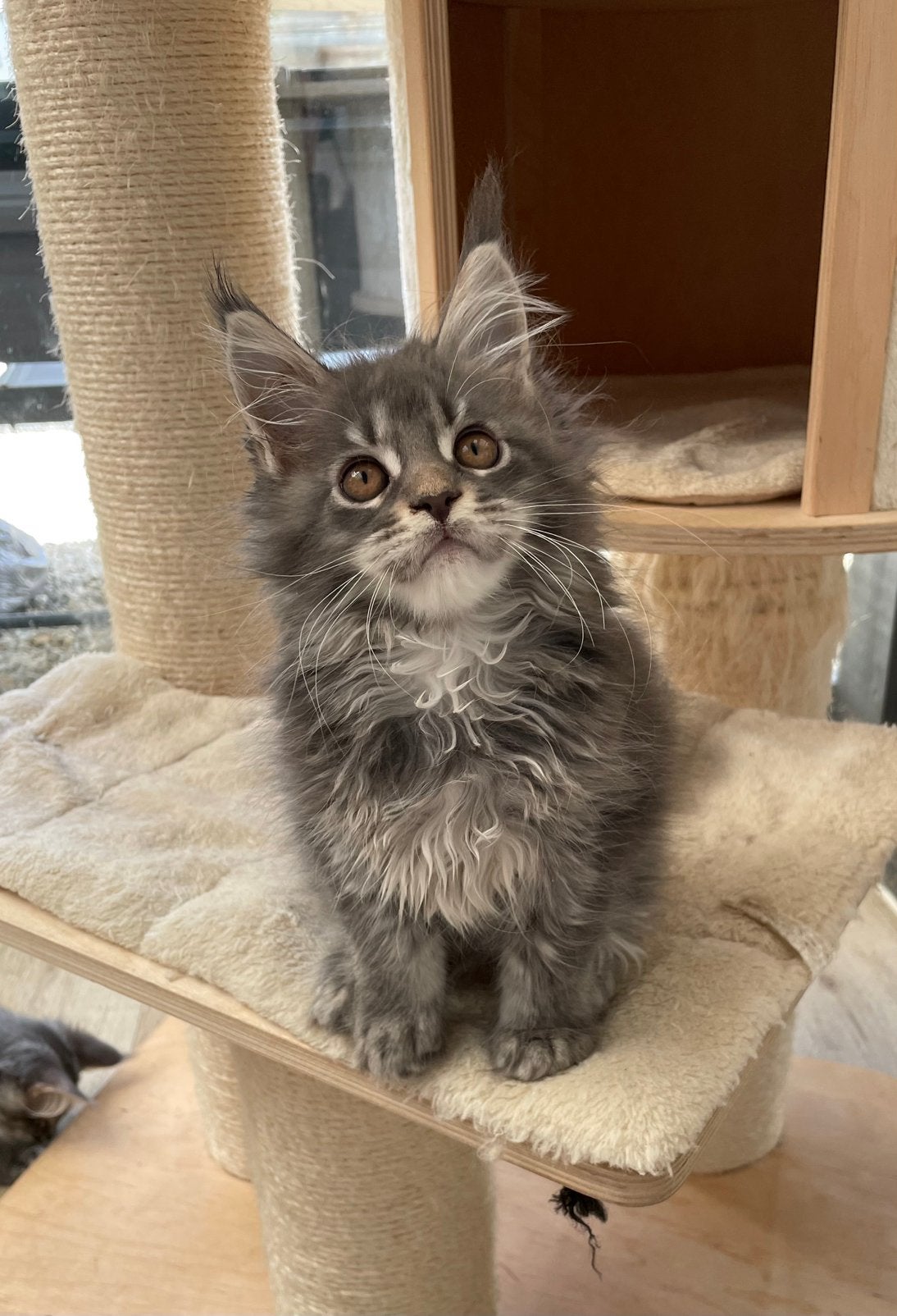 Maine coon kittens, Animaux & Accessoires, Plusieurs animaux, Avec pedigree, 0 à 2 ans