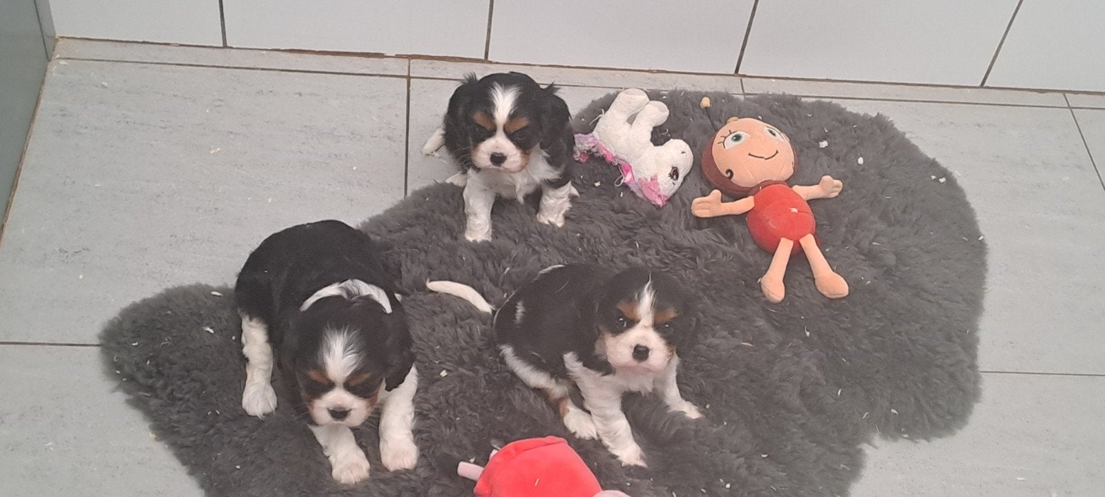 cavalier king charles teefjes, Maladie de Carré (chiens), Chienne, Belgique, Plusieurs