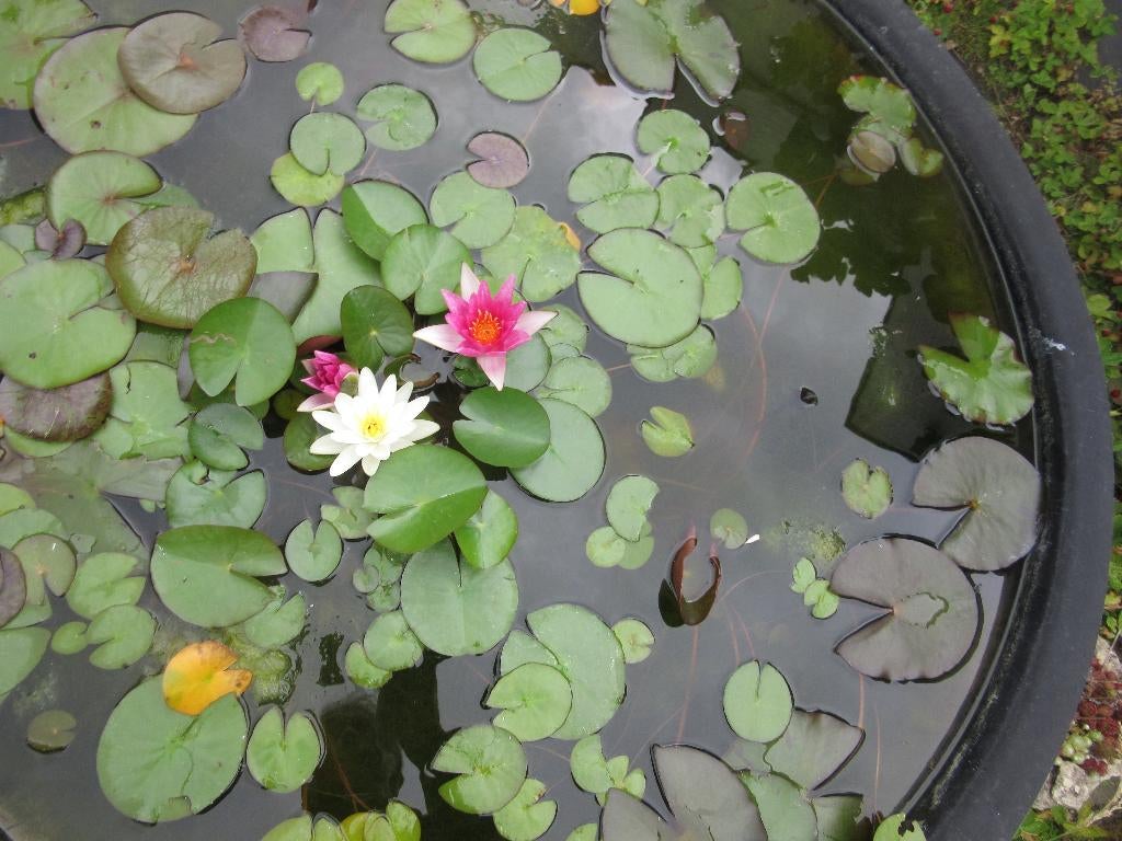 waterlelies, Tuin en Terras, Ophalen