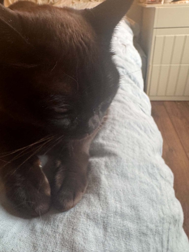 Burmees meisje 4 jaar met stamboom kleur bruin, Chatte ou Chat, Avec pedigree, 3 à 5 ans