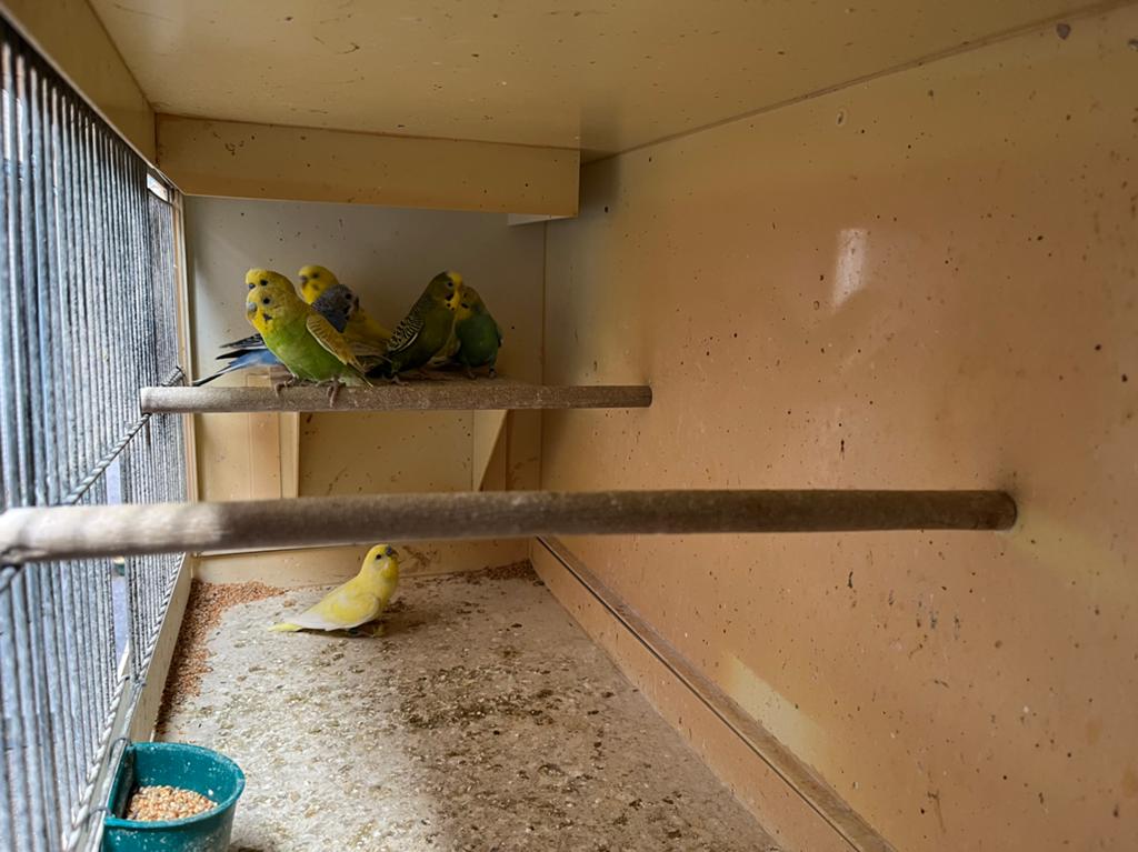 Grasparkietjes man, Dieren en Toebehoren, Vogels | Parkieten en Papegaaien