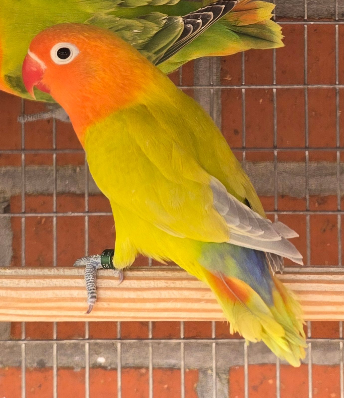 Groen Dilute Fischeri 2026, Dieren en Toebehoren, Geslacht onbekend, Dwergpapegaai of Agapornis, Geringd