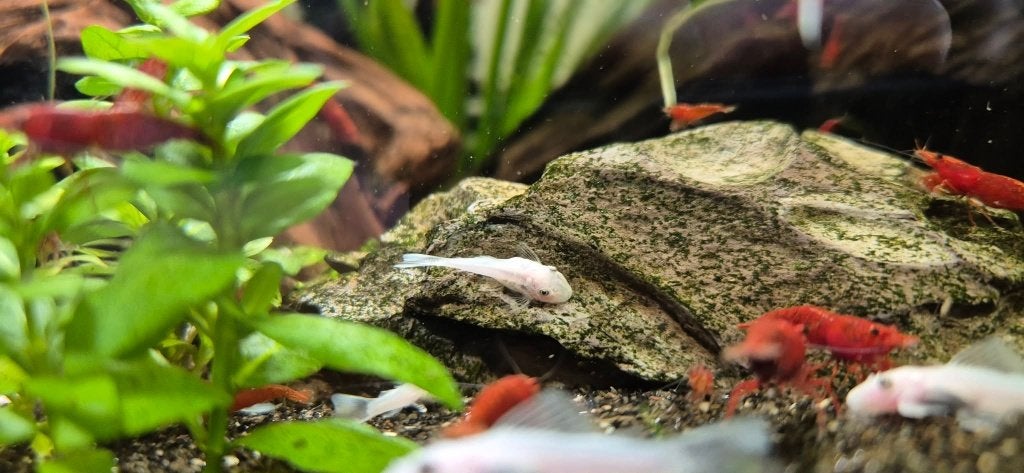 Snow White Ancistrus, Vis, Zoetwatervis