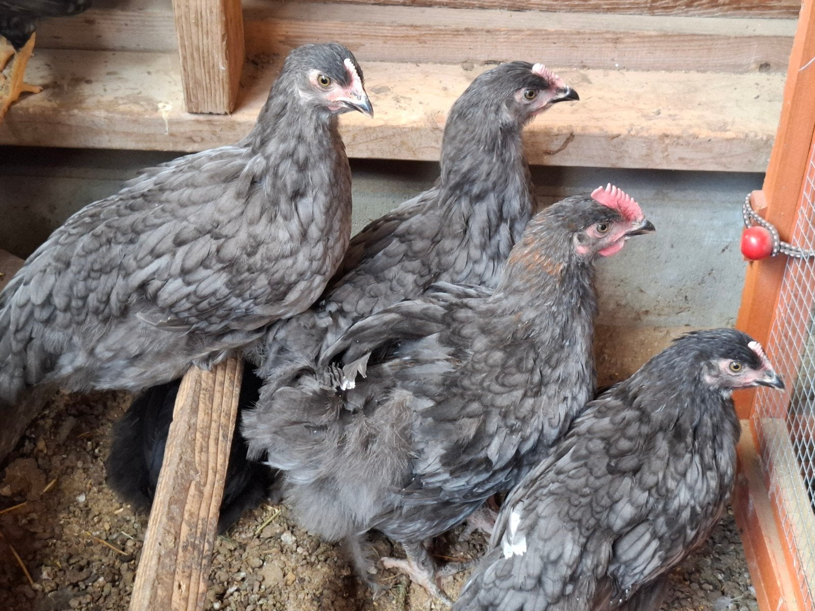 Marans hennen, Dieren en Toebehoren, Pluimvee, Vrouwelijk, Kip
