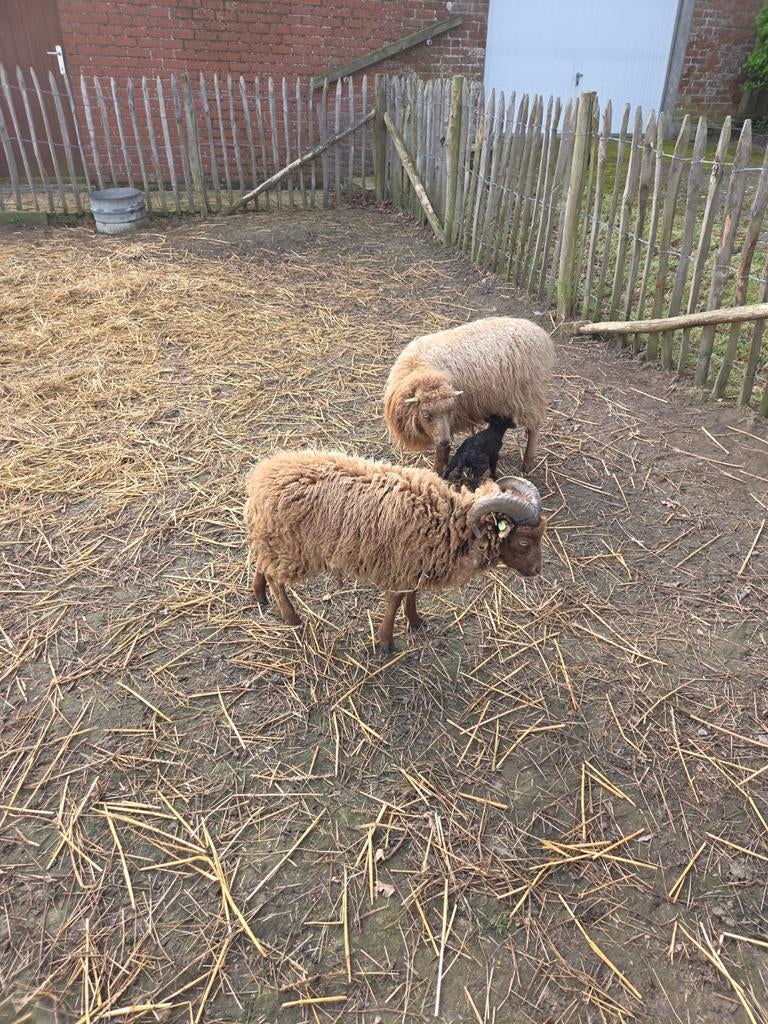 Ouessant, Femelle, Mouton, 3 à 5 ans