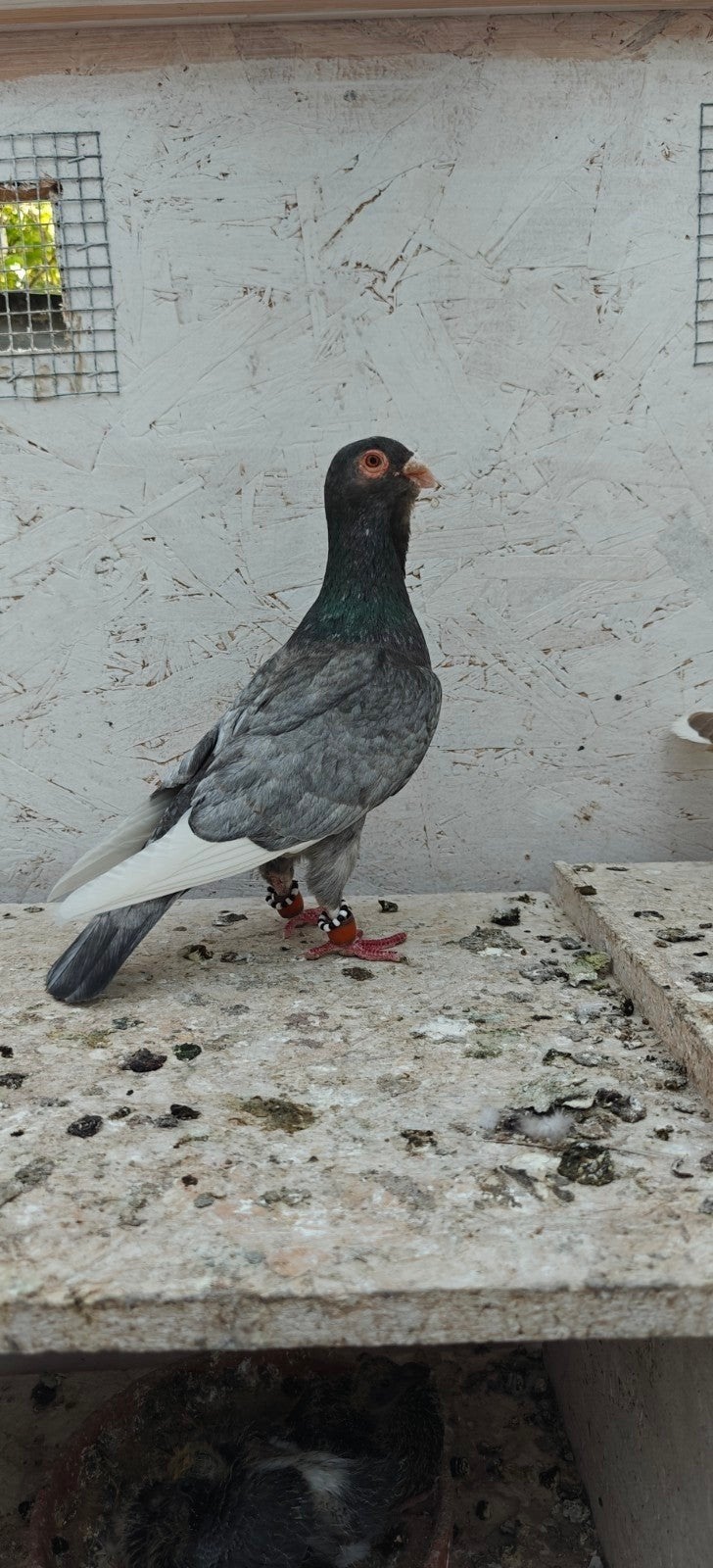 Duiven te koop, Dieren en Toebehoren