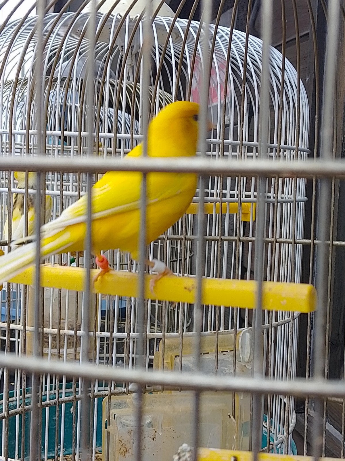 TRÈS BEAUX CANARIS DE COULEUR SIFFLANTE, bagués avec ou sans, Animaux & Accessoires, Plusieurs animaux, Canari chanteur