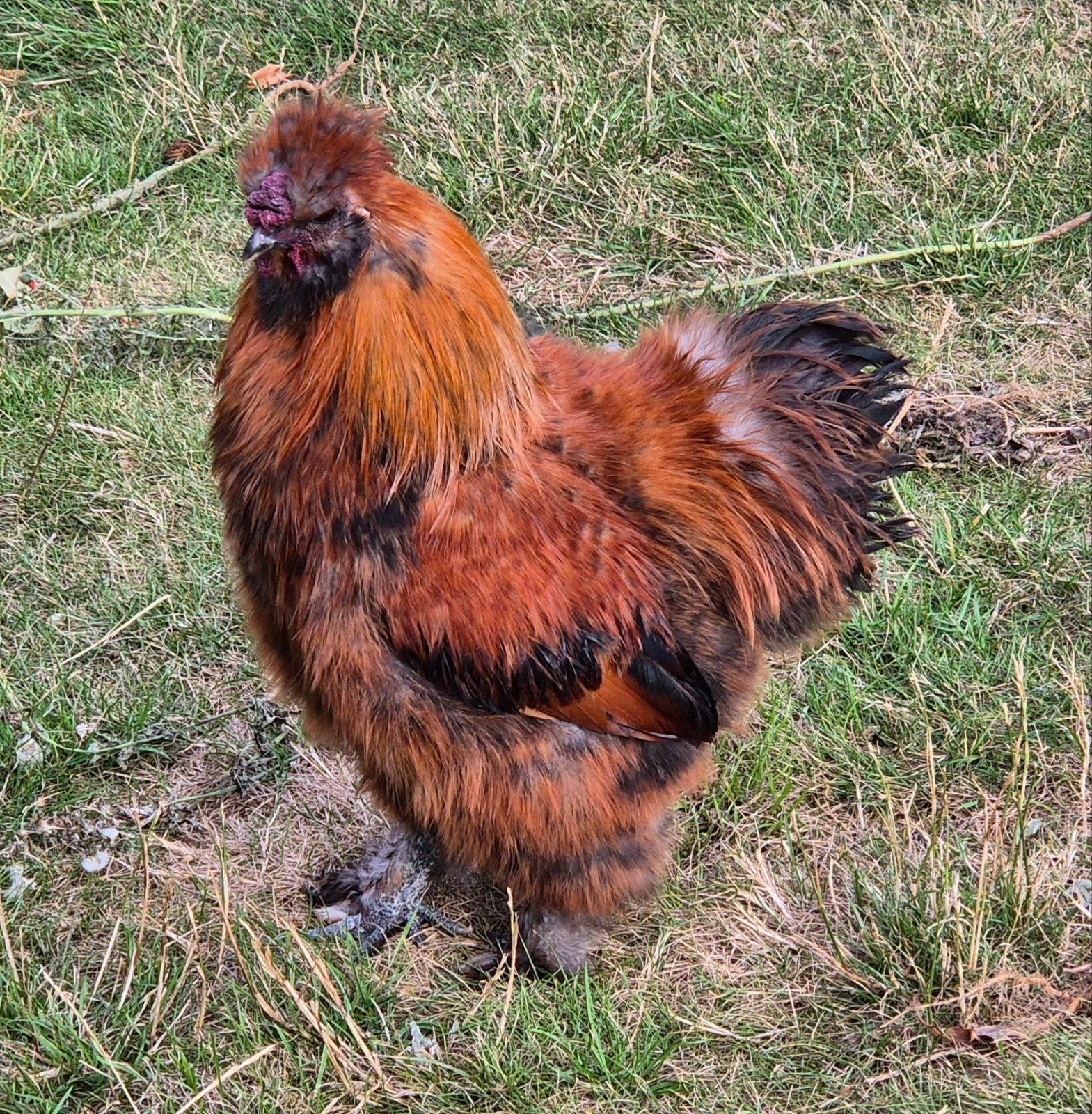 Zijdehoen haantje, Dieren en Toebehoren, Mannelijk, Kip