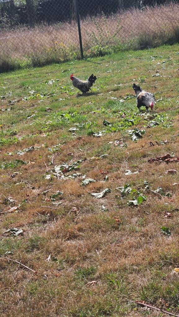 Poule pondeuse
