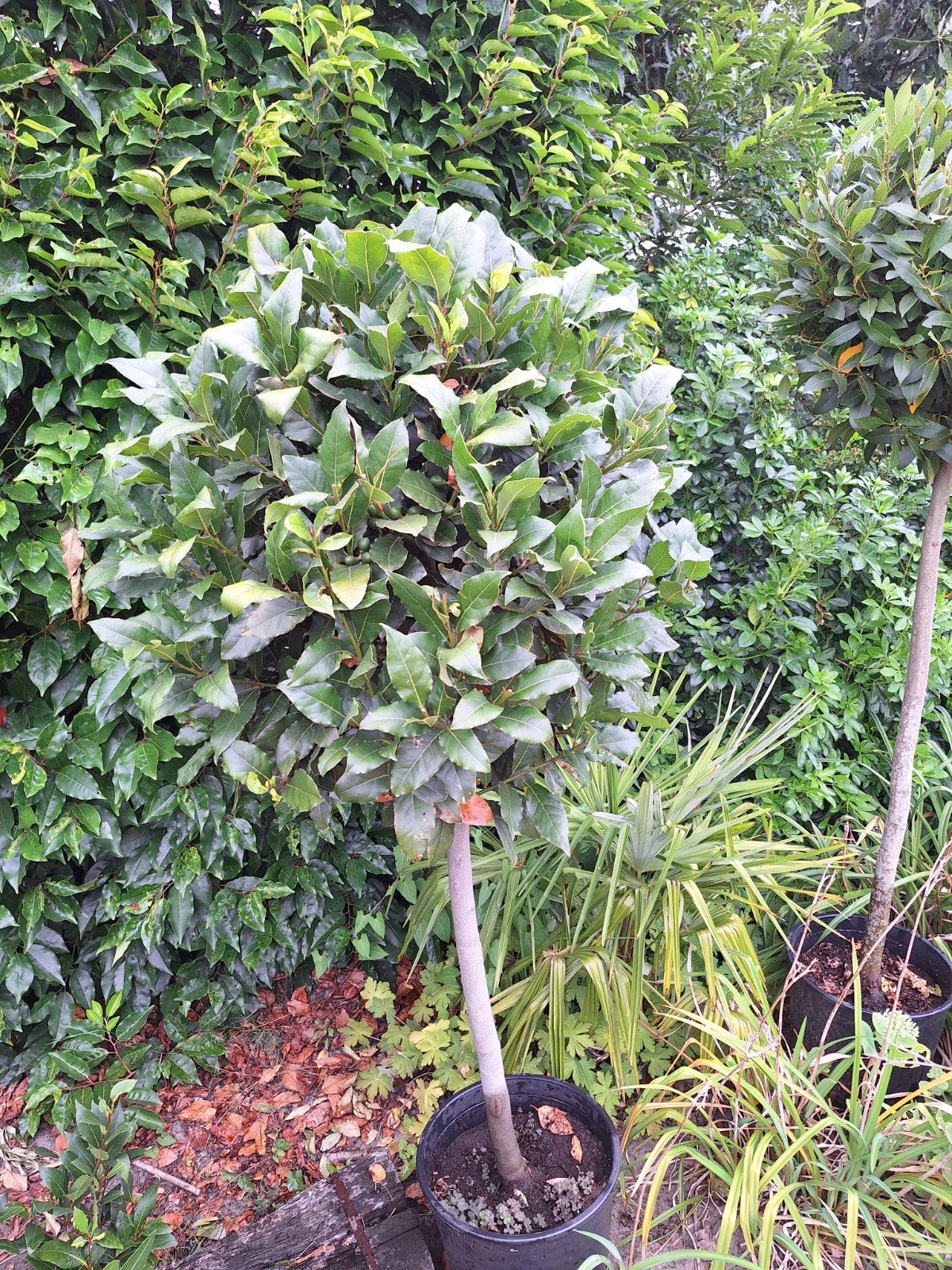 Siciliaanse laurus nobilis extra aromatisch., Ophalen