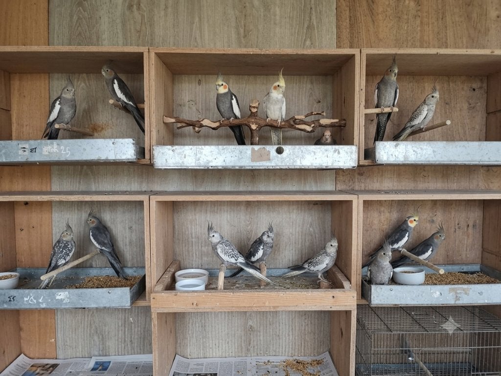 handtamme valkparkieten, Meerdere dieren, Parkiet, Tam