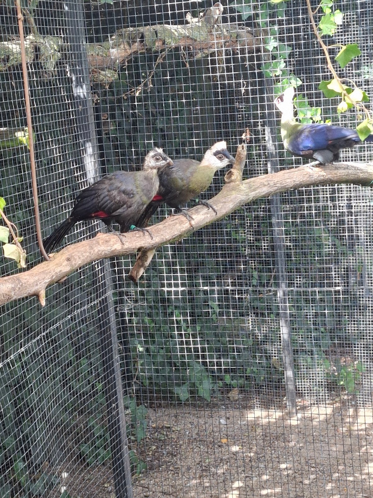 tourmalo à crête blanche, Plusieurs animaux, Oiseau tropical, Bagué