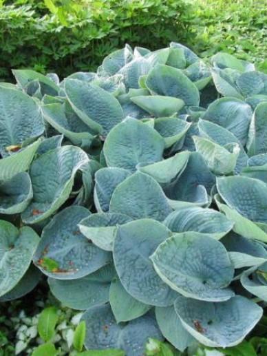 Hosta Big Daddy, Tuin en Terras, Ophalen