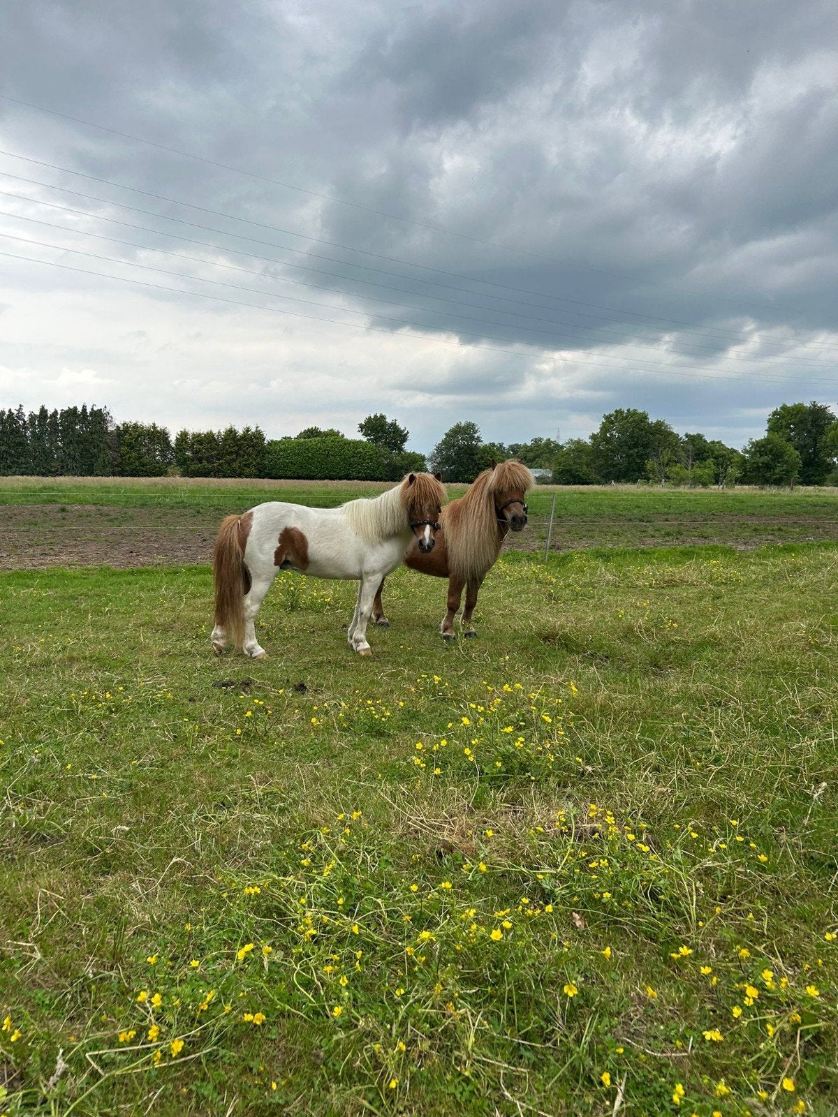 Ik zoek shetlanders of minipaardjes, Dieren en Toebehoren, Pony's, Merrie, A pony (tot 1.17m), Gechipt, Onbeleerd