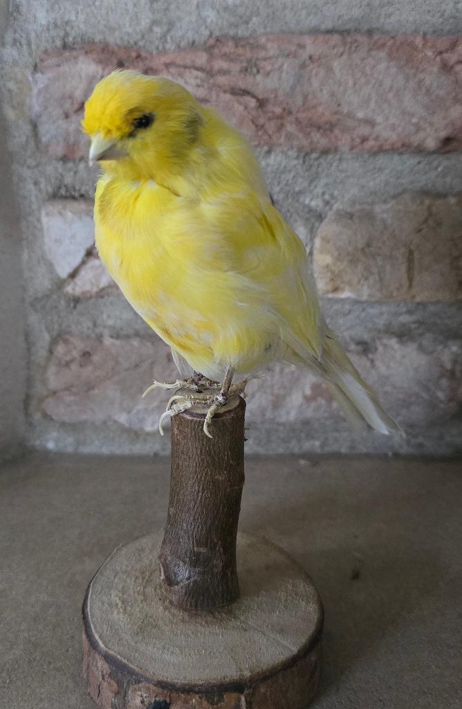 opgezette dieren en vogels: opgezette kippen, kanarie, .., Ophalen of Verzenden, Nieuw, Boerderijdier, Opgezet dier