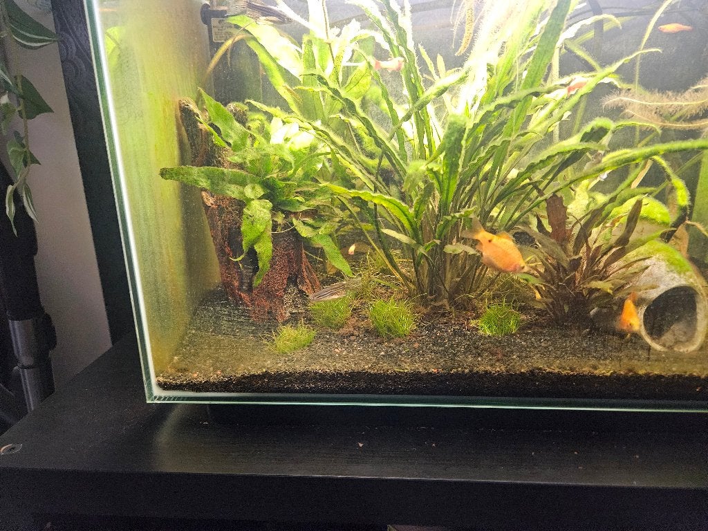 Gratis aquariumvissen, Dieren en Toebehoren, Zoetwatervis
