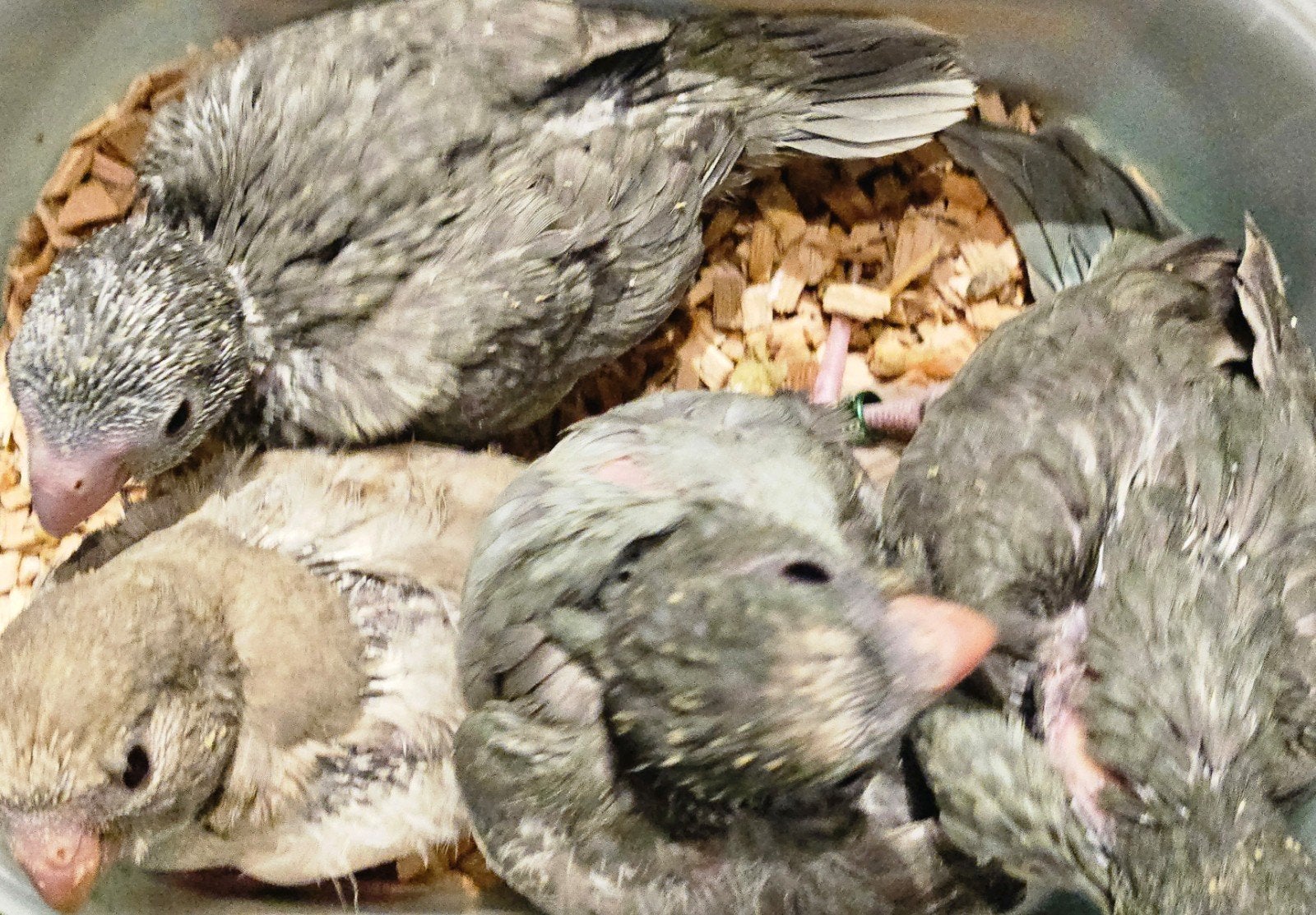 4 jonge tamme kakariki., Plusieurs animaux, Domestique