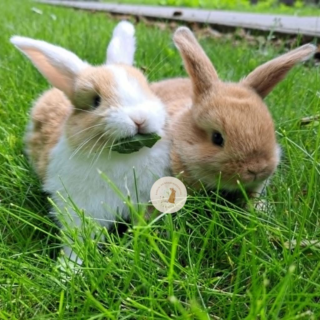 Nederlandse Hangoordwerg - Koppeltje fawn en fawn witoor, Dieren en Toebehoren, Konijnen, Meerdere dieren, Dwerg, Hangoor, 0 tot 2 jaar