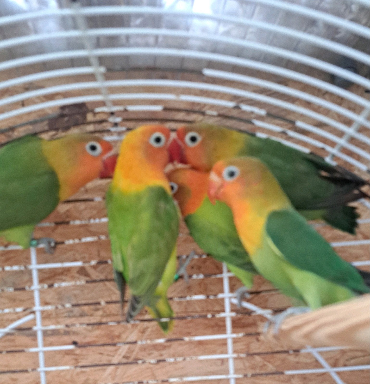jonge fischeri, Geslacht onbekend, Papegaai, Geringd