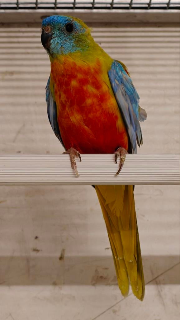 Turquoisine parkieten mannen, Animaux & Accessoires, Oiseaux | Perruches & Perroquets, Perruche, Mâle, Bagué