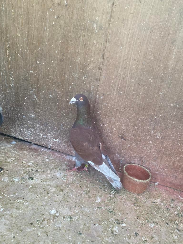 Rode doffer, Dieren en Toebehoren, Mannelijk, Postduif