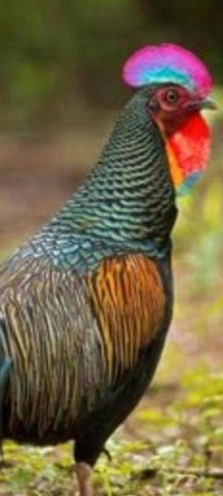 Gratis Dieren opvang, Dieren en Toebehoren, Kalkoen