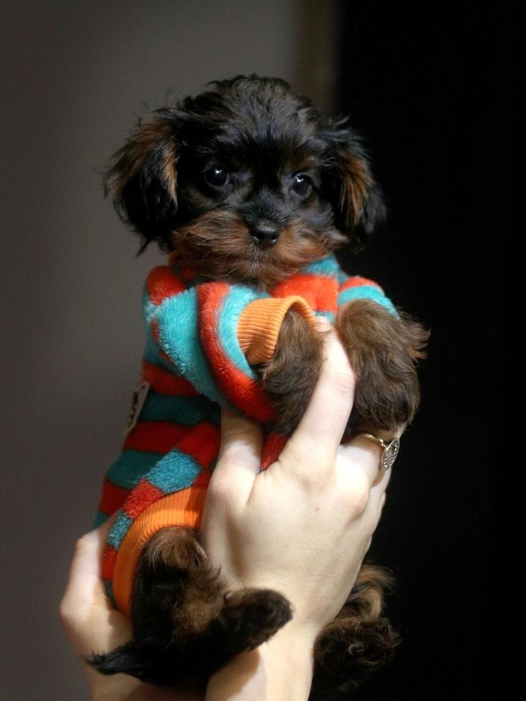 Adorables mini-chiots hypoallergéniques, Animaux & Accessoires, Chien (mâle), Autres races, Belgique, 8 à 15 semaines