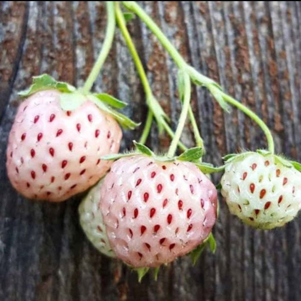 fraisiers ananas, Jardin & Terrasse, Plantes | Jardin