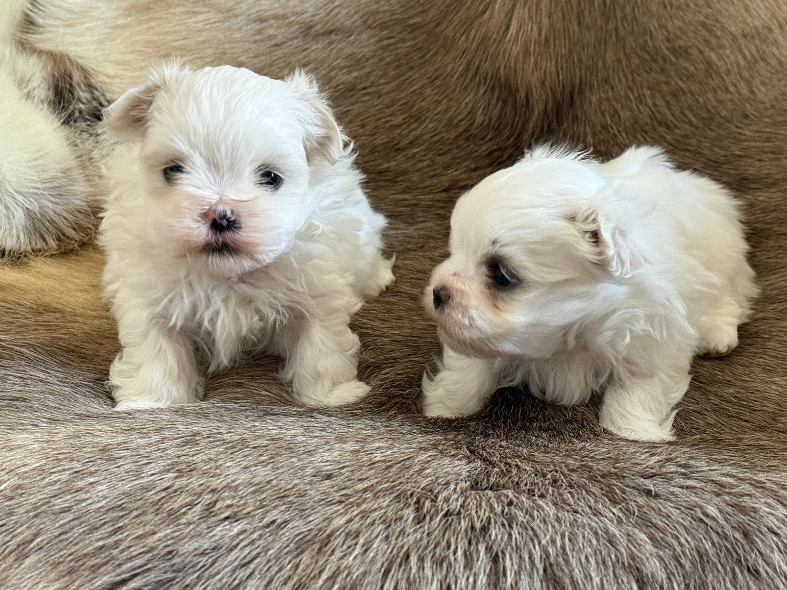 Maltezertje pupjes, Dieren en Toebehoren, Honden | Chihuahua's en Gezelschapshonden, Meerdere dieren, Maltezer, Fokker | Professioneel