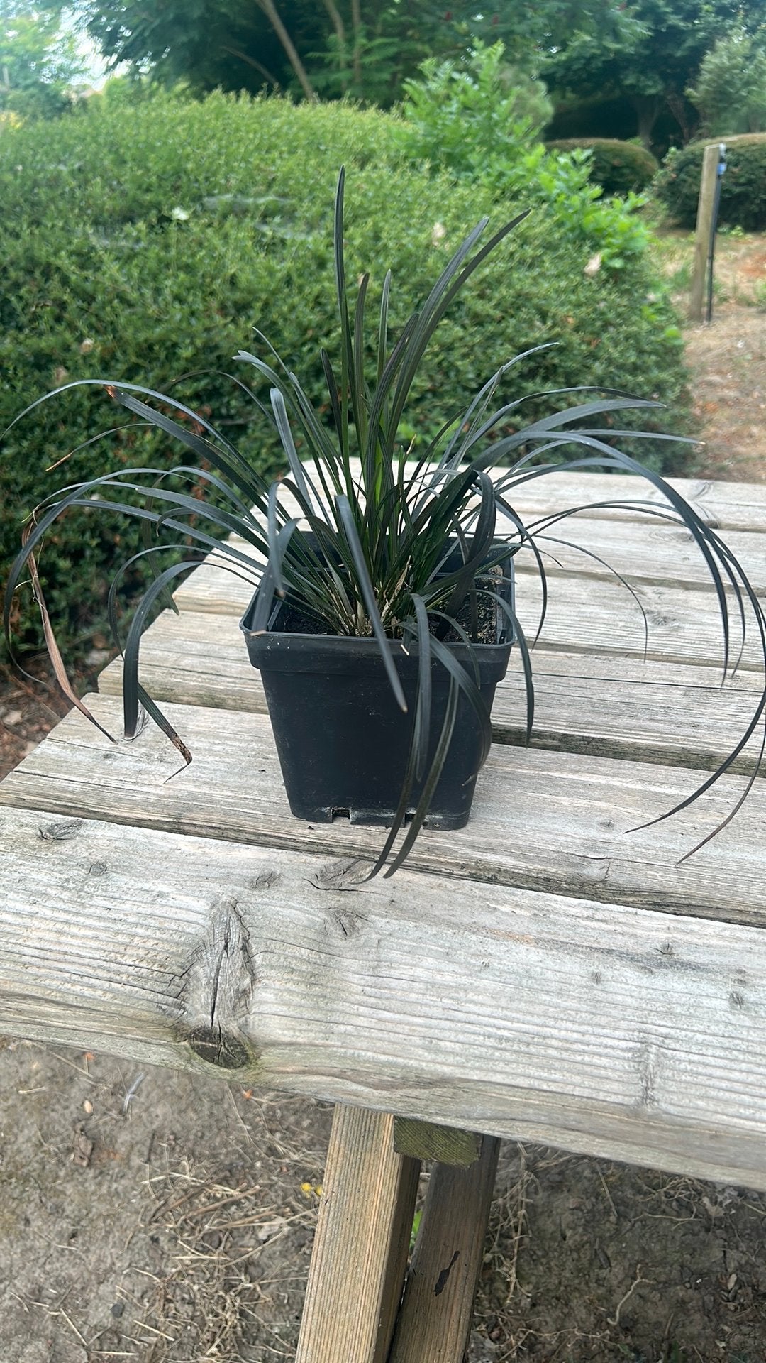 Zwaart mondogras Ophiopogon planiscapus 'Nigrescens')., Ophalen of Verzenden
