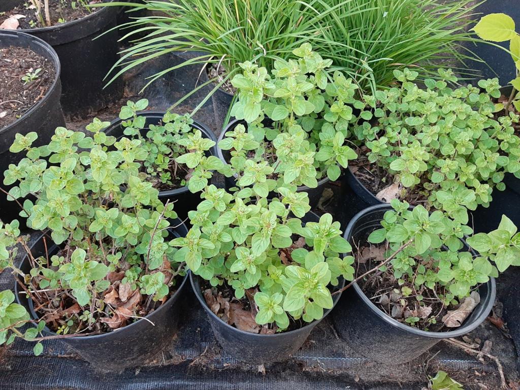 Origanum vulgare planten, Tuin en Terras, Ophalen