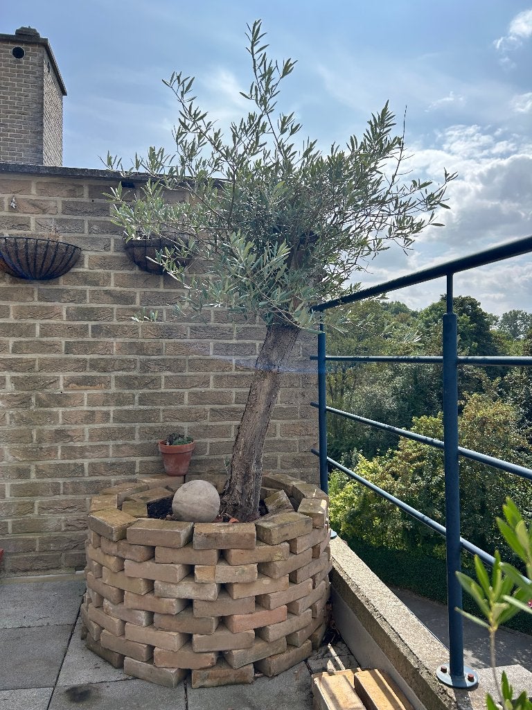 Olive tree, Ophalen, Olijfboom, 100 tot 250 cm