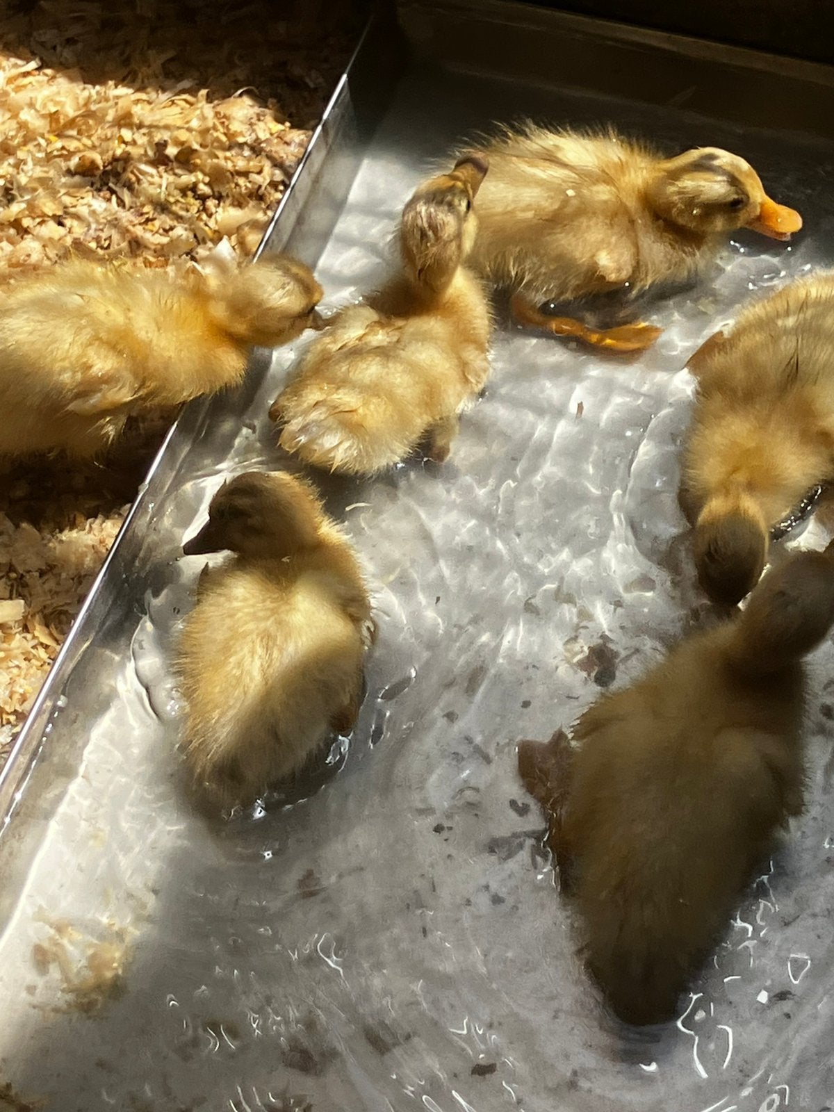Indische loopeend kuikentjes, Dieren en Toebehoren, Pluimvee